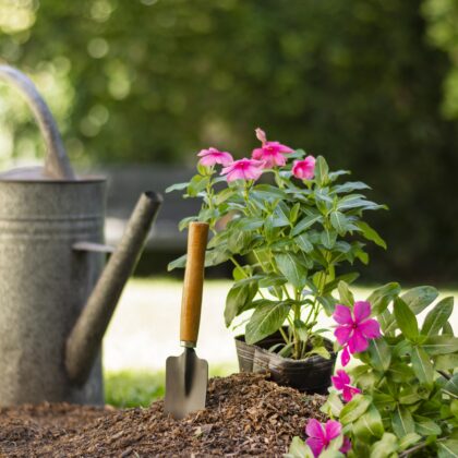 The image features gardening tools, a watering can, a small shovel, and vibrant pink flowering plants set outdoors in a natural garden environment. The focus is on the flowers and soil, indicating a gardening activity scene.