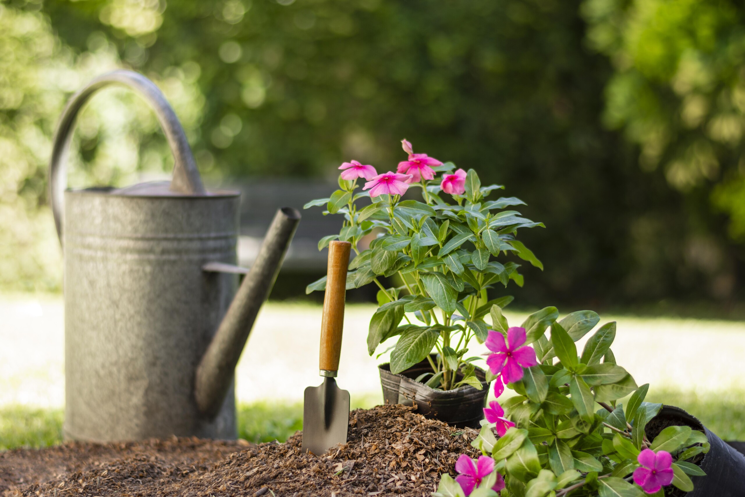 The image features gardening tools, a watering can, a small shovel, and vibrant pink flowering plants set outdoors in a natural garden environment. The focus is on the flowers and soil, indicating a gardening activity scene.