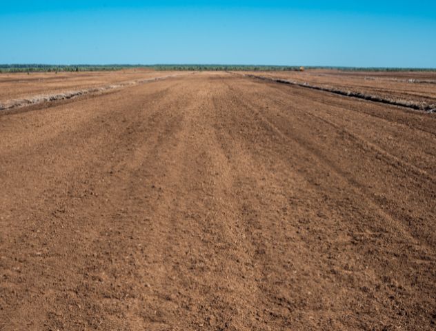 A vast, open field of harvested white peat moss under a clear blue sky, with the horizon stretching into the distance.