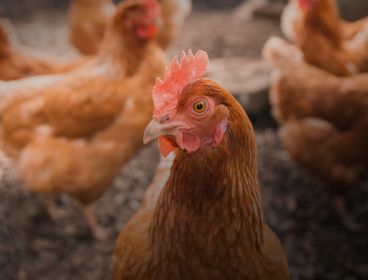 A close-up of a brown chicken in focus with several other chickens blurred in the background, standing on ETEPEK's professional bedding material in a farm setting