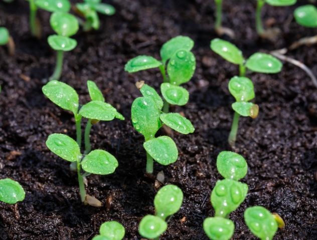 Close-up of small green seedlings sprouting in rich black peat soil, with water droplets glistening on the leaves.