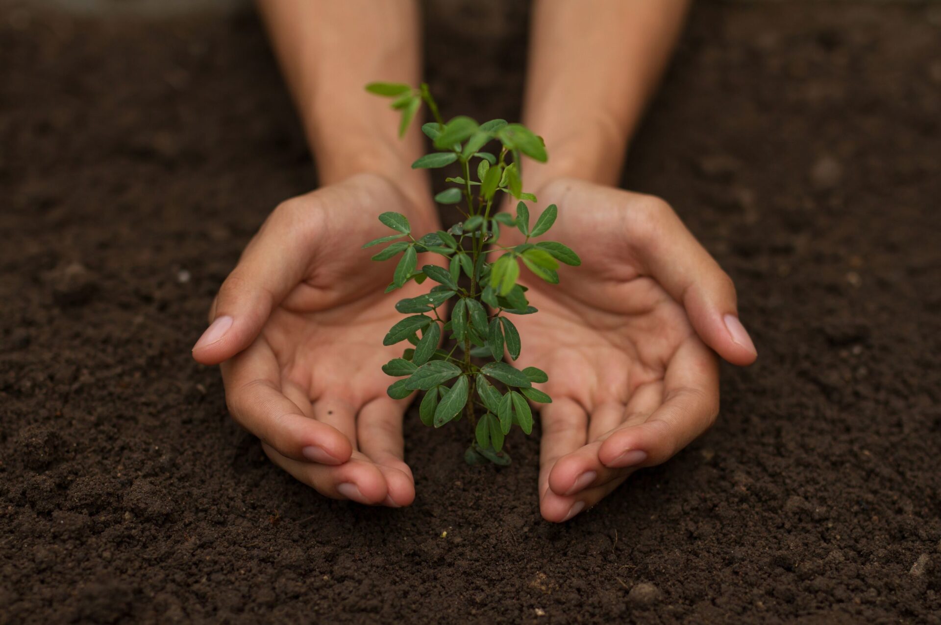 Hands gently cradling a young green plant growing in rich soil, symbolizing care, growth, and sustainability, reflecting ETEPEK's commitment to nurturing nature.