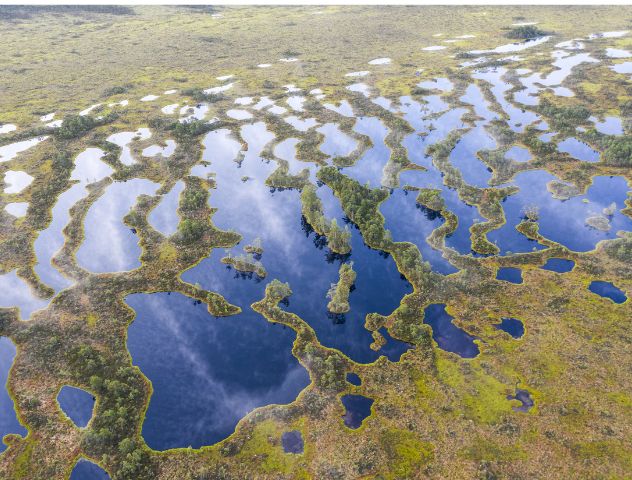 Aerial view of a peat bog with interconnected pools of water, lush vegetation, and reflective surfaces, showcasing a pristine wetland ecosystem.