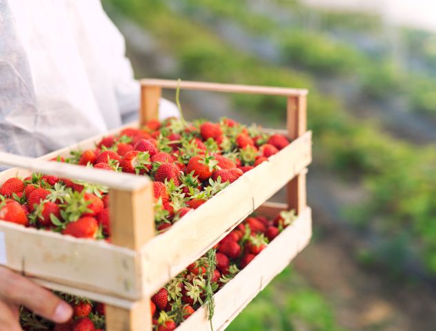 A wooden crate filled with freshly harvested strawberries, showcasing the benefits of peat moss substrates for fruit cultivation, etepek