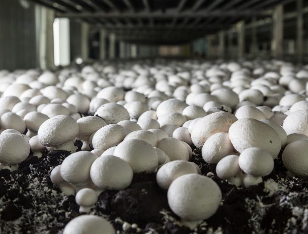 Close-up of white mushrooms growing in a controlled environment, showcasing the use of peat-based substrates for mushroom cultivation, etepek