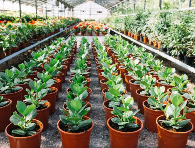 Rows of healthy potted plants in a greenhouse, demonstrating the effectiveness of high-quality potting substrates, etepek