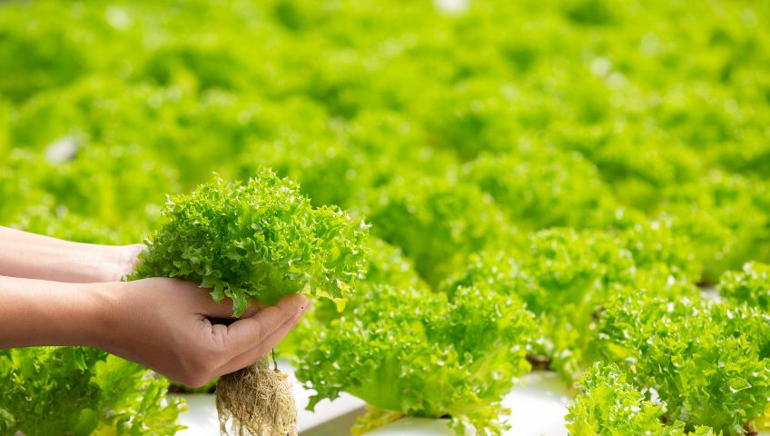 Hands holding fresh green lettuce with visible roots in a hydroponic farm, surrounded by rows of vibrant lettuce plants grown in ETEPEK's peat moss substrates.