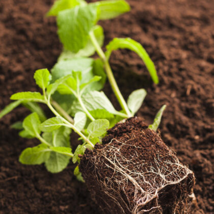 a plant grown in etepek peat with a good root system is visible