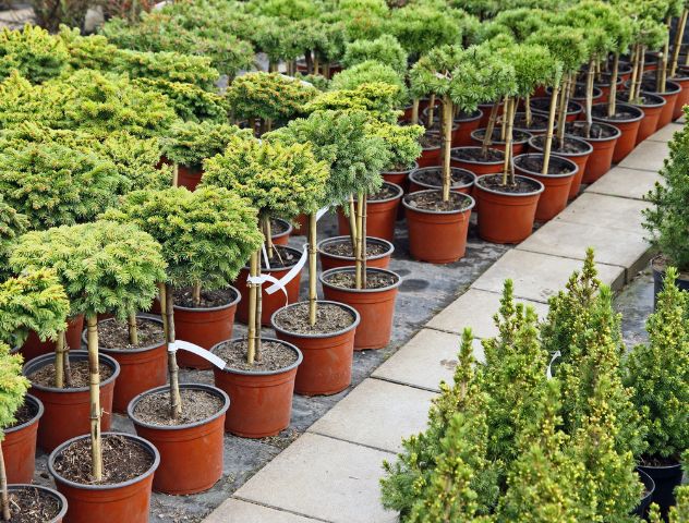 Neatly arranged potted trees and shrubs in a nursery, showcasing the use of specialized substrates for healthy growth, etepek