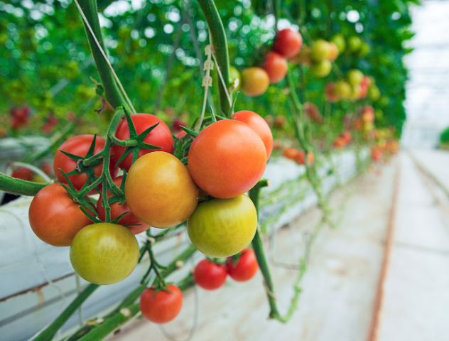 Vibrant tomato plants growing in a greenhouse, highlighting the effectiveness of specialized substrates for vegetable cultivation, etepek