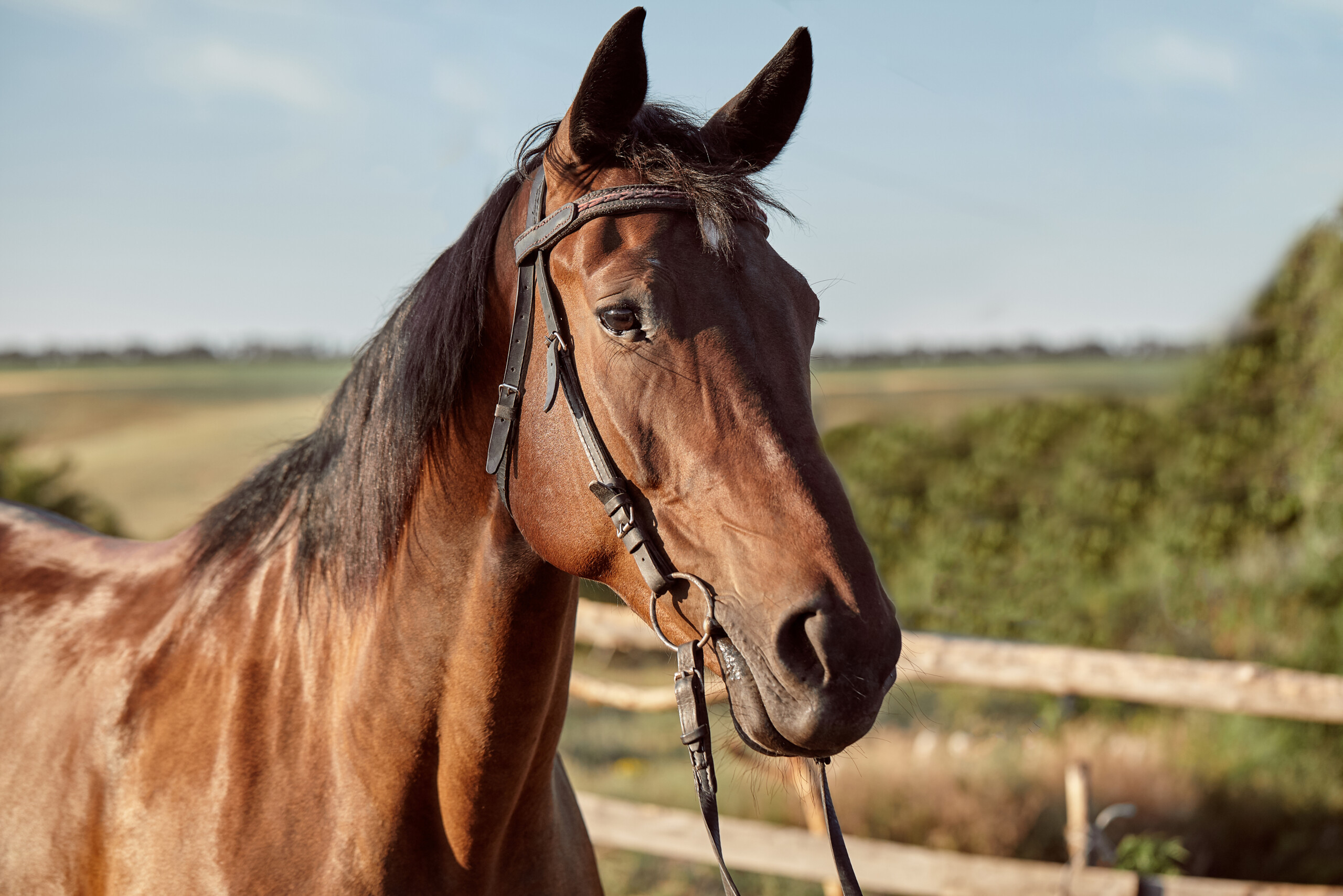 Close-up of a beautiful brown horse wearing a bridle, standing in a rural field with a wooden fence in the background, showcasing the natural comfort provided by ETEPEK wood shaving bedding.