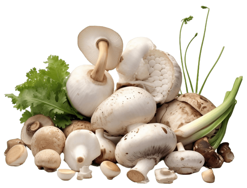 Assorted fresh mushrooms arranged with herbs and greens, highlighting their quality and suitability for ETEPEK's sustainable cultivation solutions