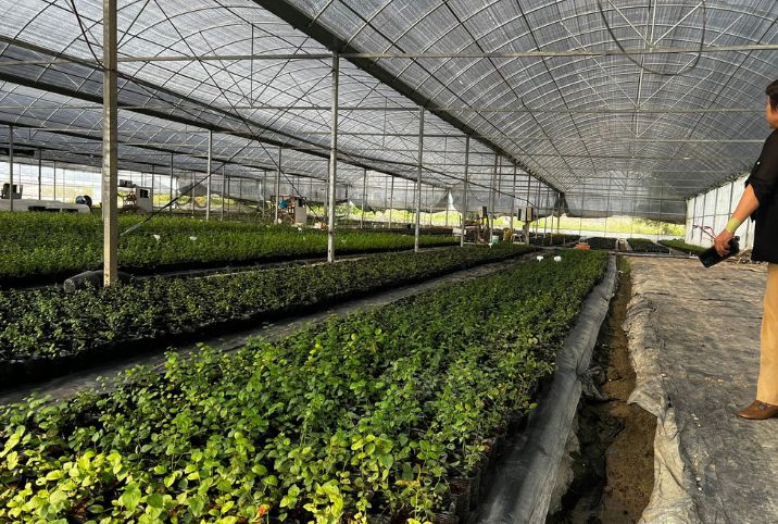 Alt text: "A spacious greenhouse with rows of blueberry plants in a nursery, showcasing ETEPEK's strategic involvement in supporting professional horticulture in China.