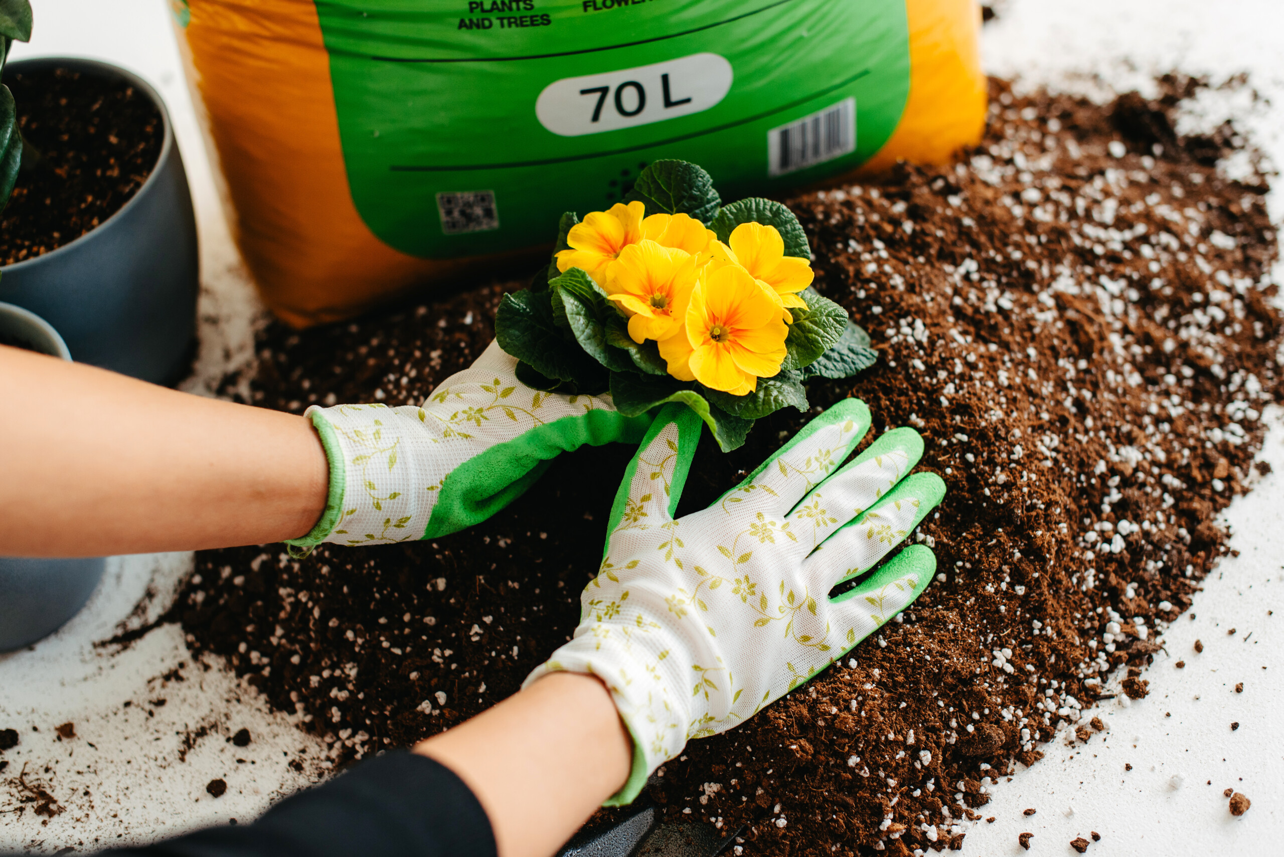 Hands wearing gardening gloves planting a yellow flowering plant into soil enriched with ETEPEK peat moss, with a 70L bag of ETEPEK peat moss visible in the background.