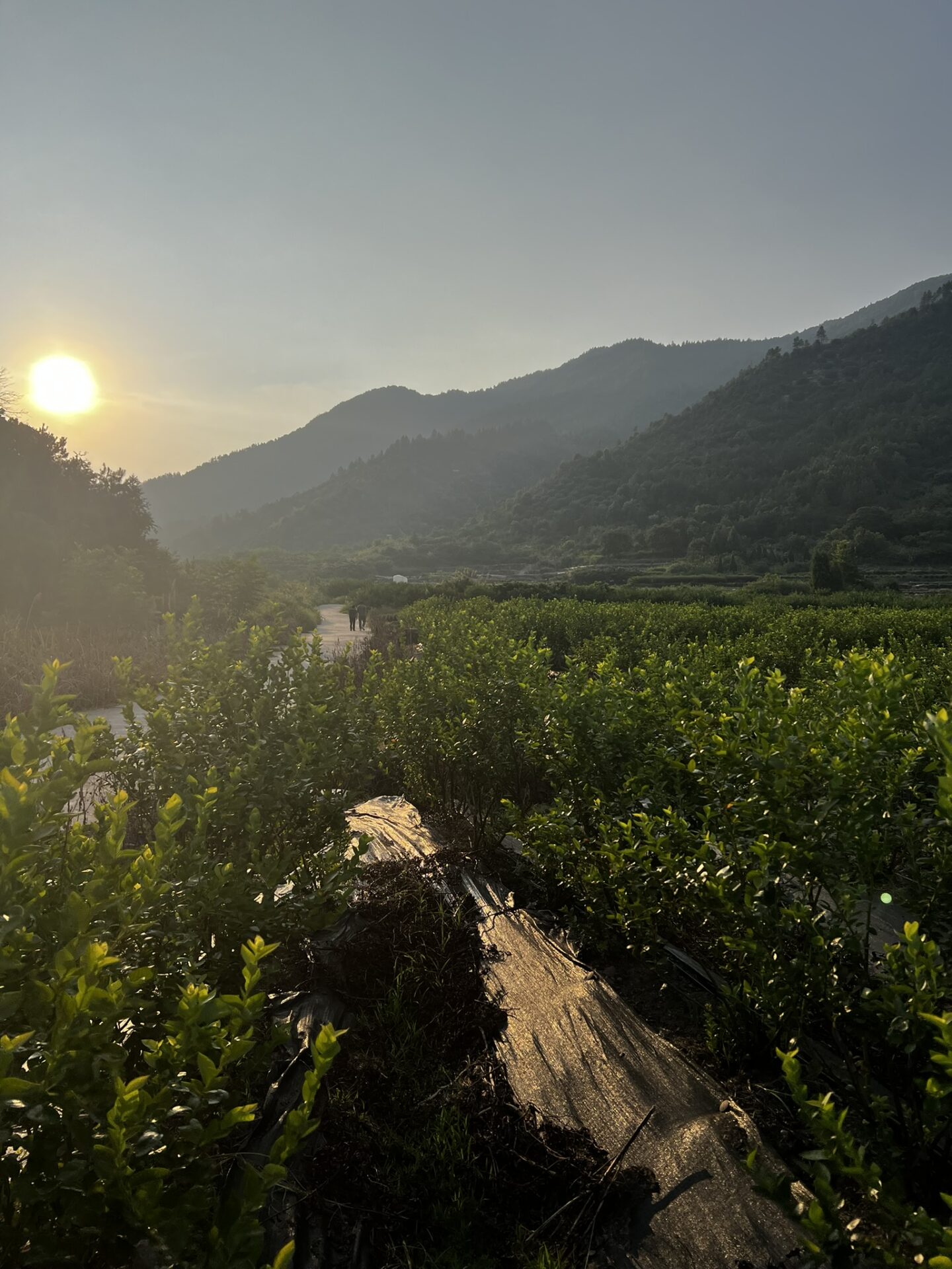 A scenic view of a blueberry field at sunset, surrounded by lush green mountains, with golden sunlight casting a warm glow over the landscape.