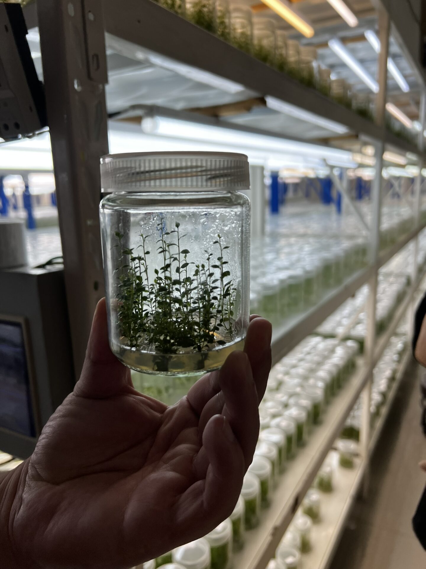 A hand holding a sealed jar containing young plant seedlings grown in a laboratory, with shelves of similar jars and bright lighting in the background.