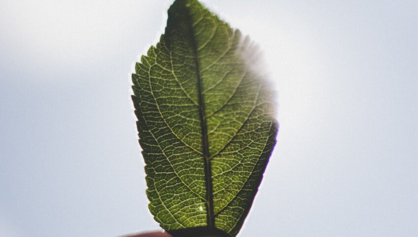 Green leaf held against sunlight, showing detailed veins and texture.