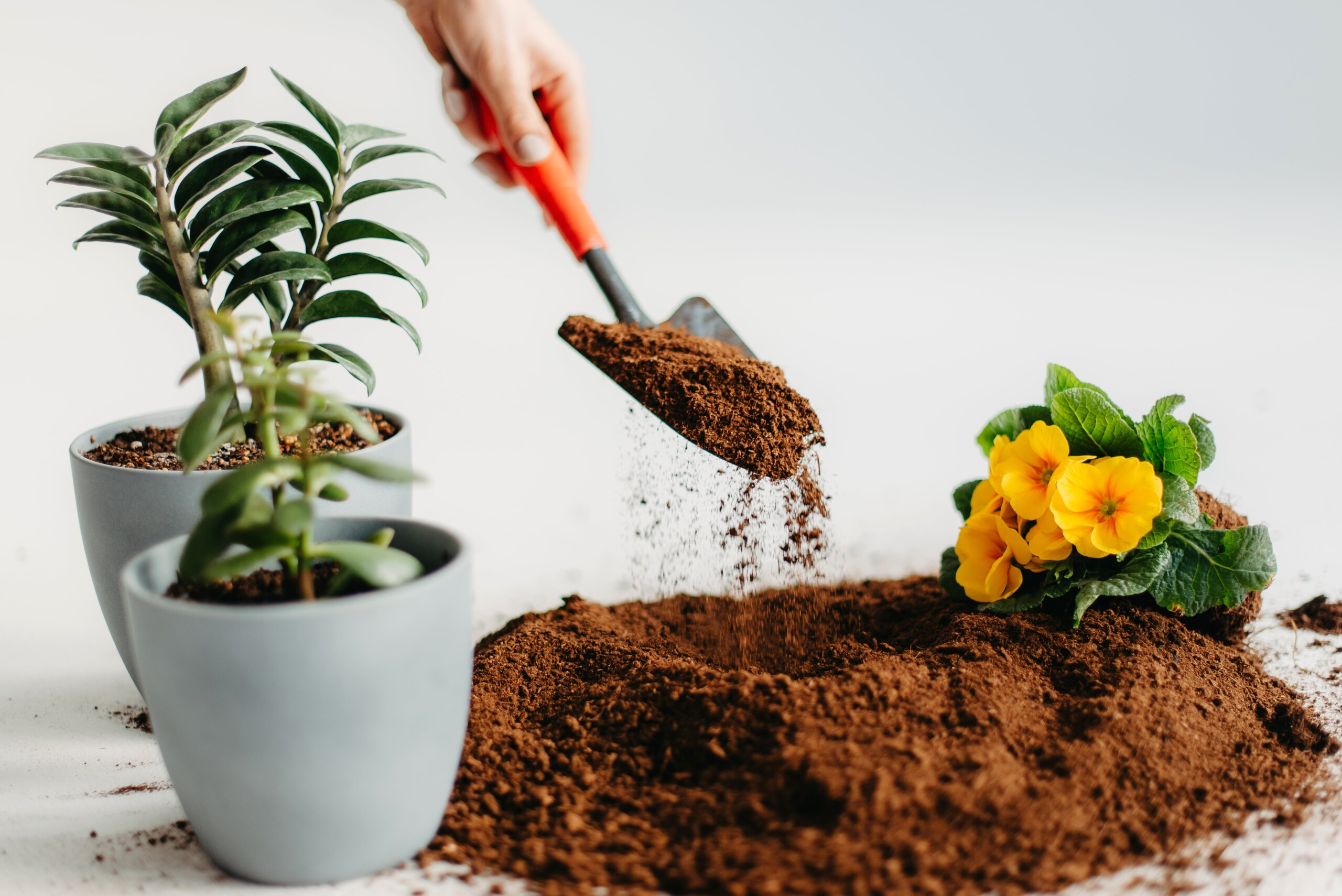 Peat Moss &ndash; Sustainable Quality | ETEPEK &bull; Etepek.com