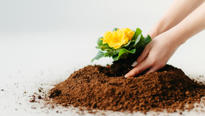 Hands planting a vibrant yellow flowering plant into a mound of rich peat moss, symbolizing a personalized and attentive approach to horticultural needs.