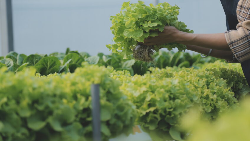 A close-up of fresh, vibrant green lettuce being harvested by hand in a hydroponic farm. The scene highlights ETEPEK's commitment to quality and sustainability, showcasing lush, healthy plants grown in a controlled environment.