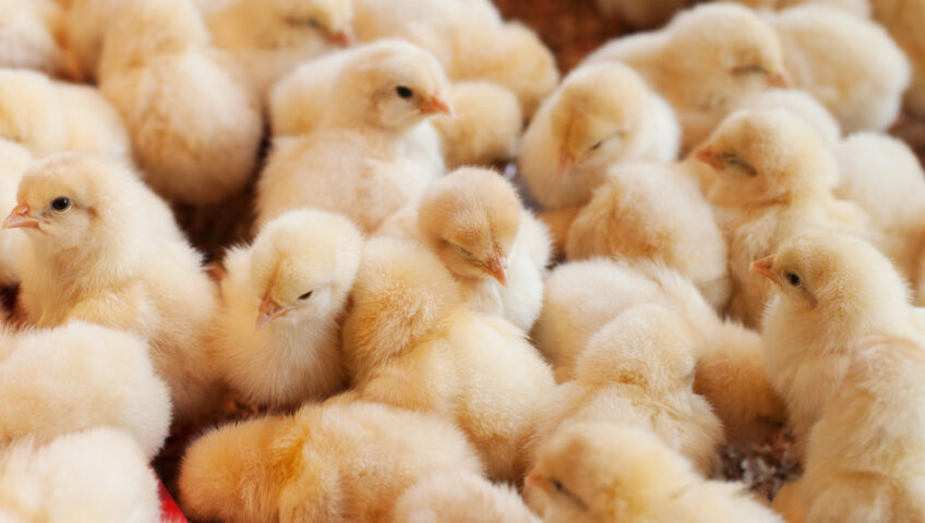 A group of yellow chicks standing on soft bedding material, used for animal care on a farm