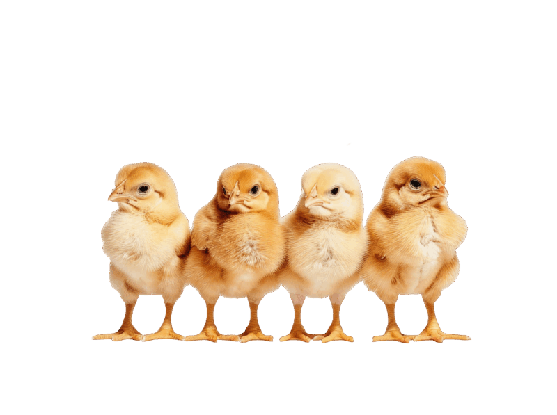 Three fluffy yellow chicks standing together, ideal for illustrating ETEPEK peat moss bedding for poultry care.