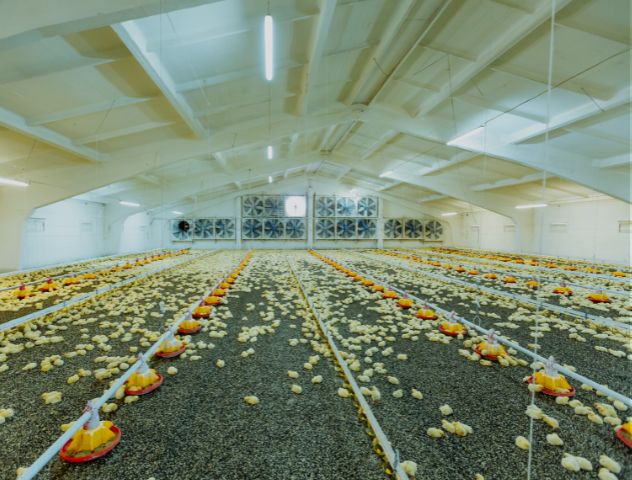 Interior of a modern poultry farm with automated ventilation systems, featuring rows of chicks feeding and resting on bedding material under bright lighting.