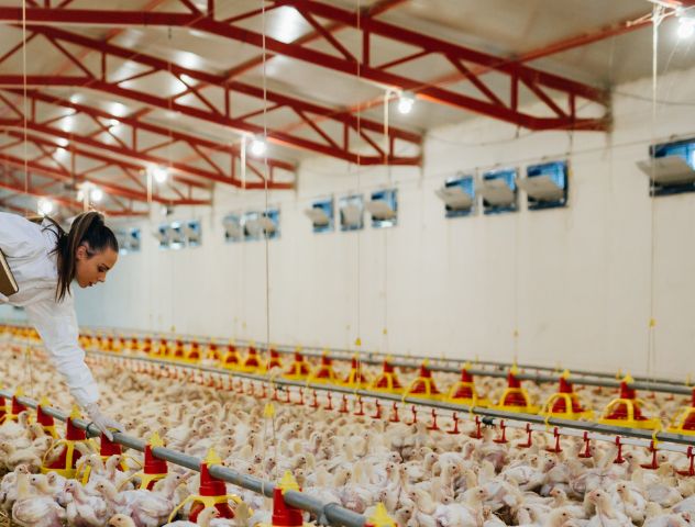 A worker in a white coat inspecting poultry in a well-lit, ventilated farm, featuring rows of chickens and automated feeding systems under a structured red metal roof.