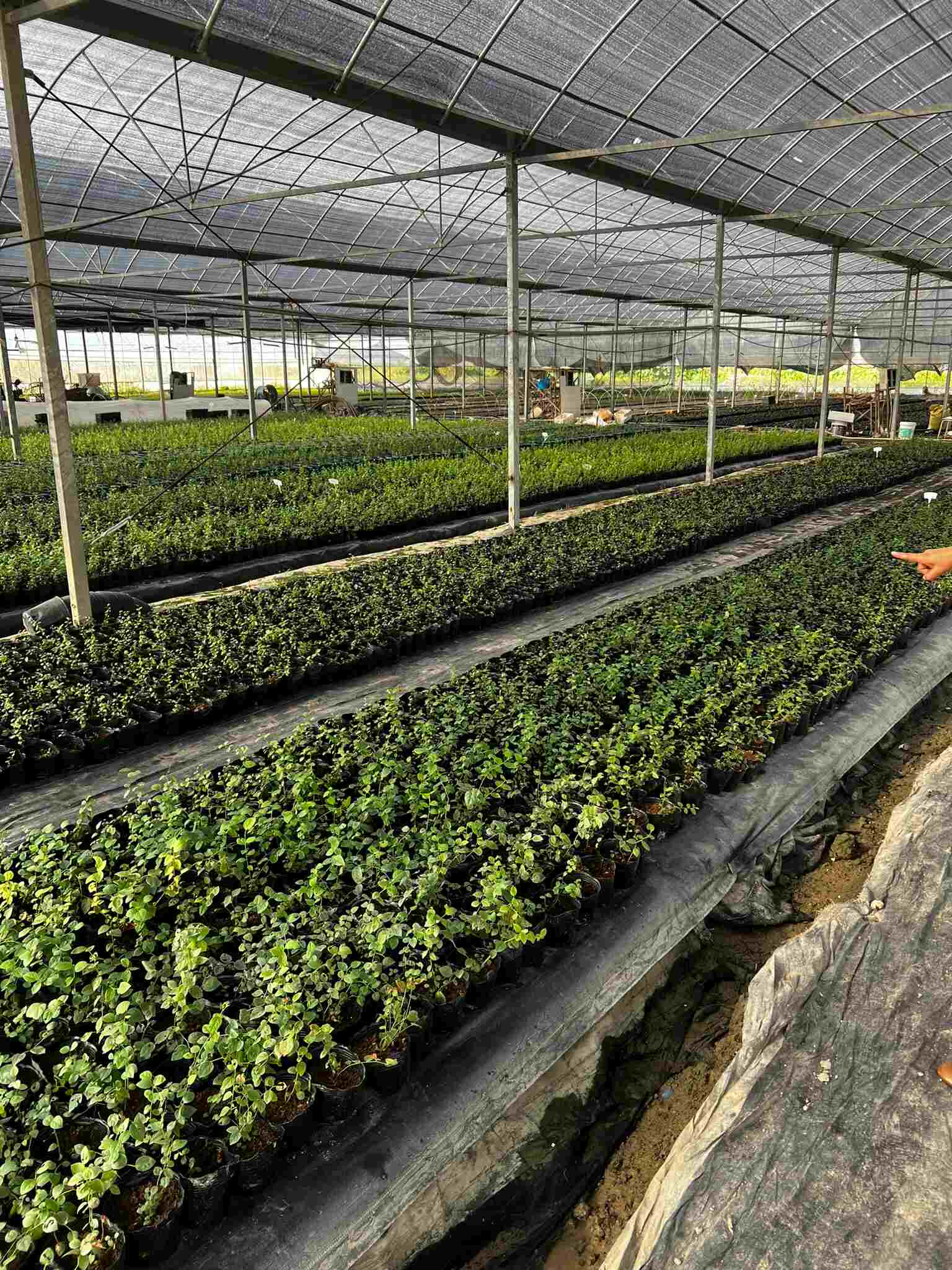 Rows of young plants growing in a large greenhouse in China, visited by ETEPEK representatives, showcasing local horticultural practices.