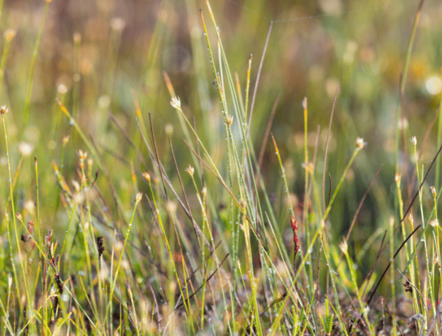 plants in a peatland ecosystem, showcasing biodiversity in a natural peat bog in latvia