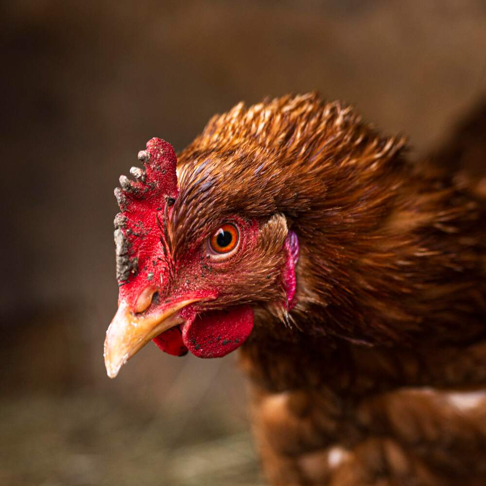 Close-up of a brown hen with a vibrant red comb and detailed facial features, ideal for showcasing ETEPEK peat moss bedding or wood shavings for poultry care and comfort.