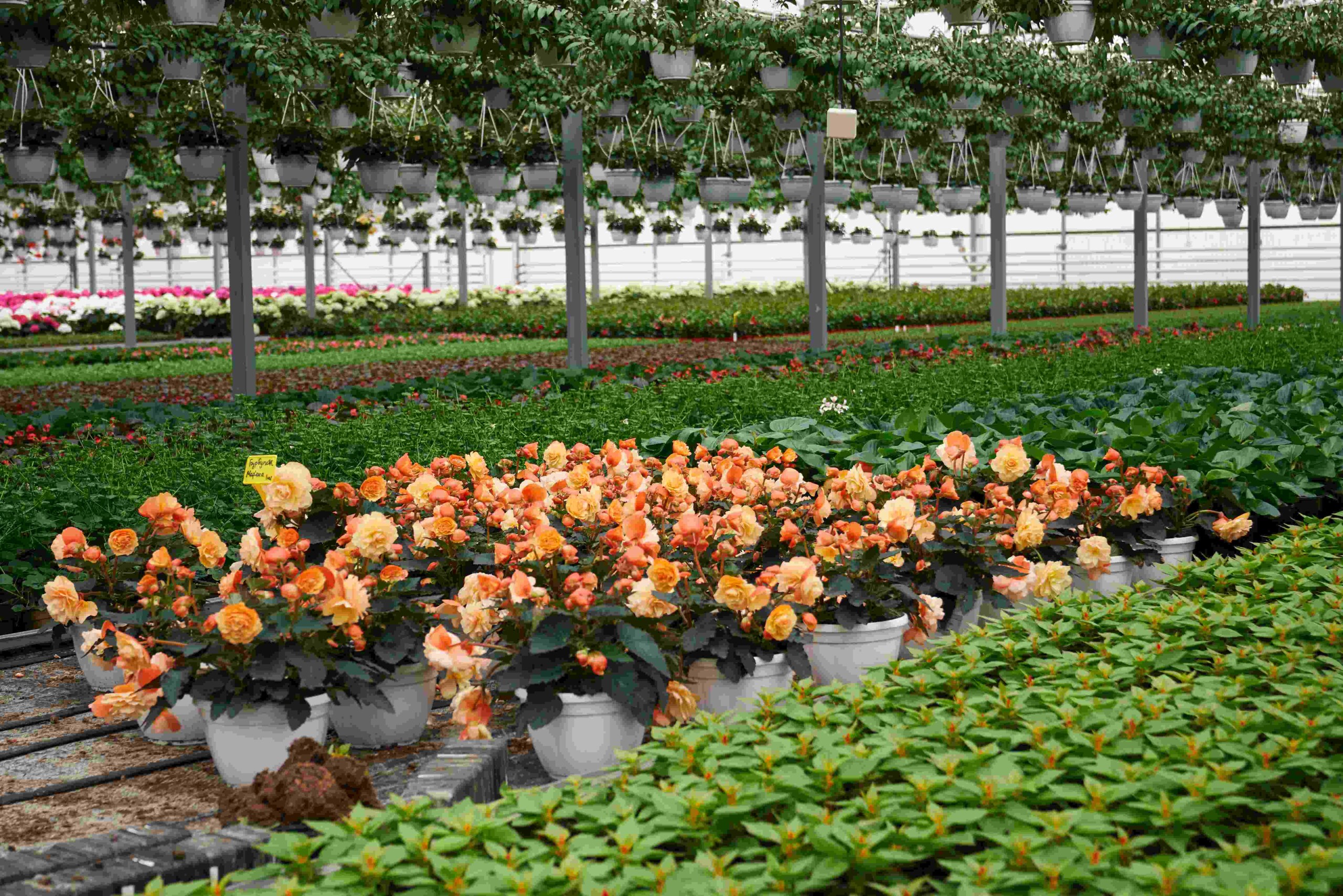 Large greenhouse with lush green crops, highlighting ETEPEK's high-quality peat substrates for growers.