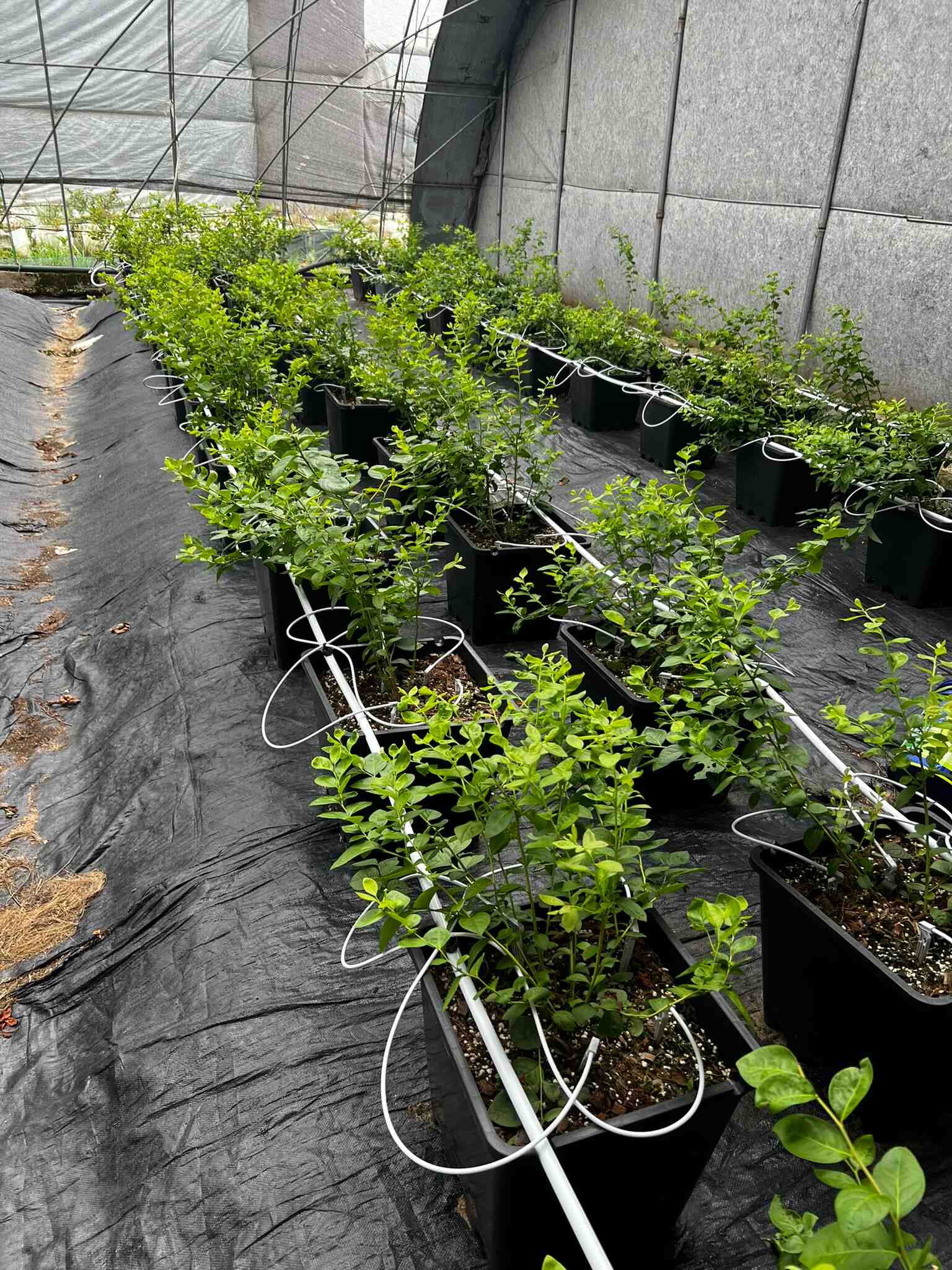 A greenhouse with rows of potted blueberry plants growing in black containers, equipped with drip irrigation tubes and placed on a black ground cover.