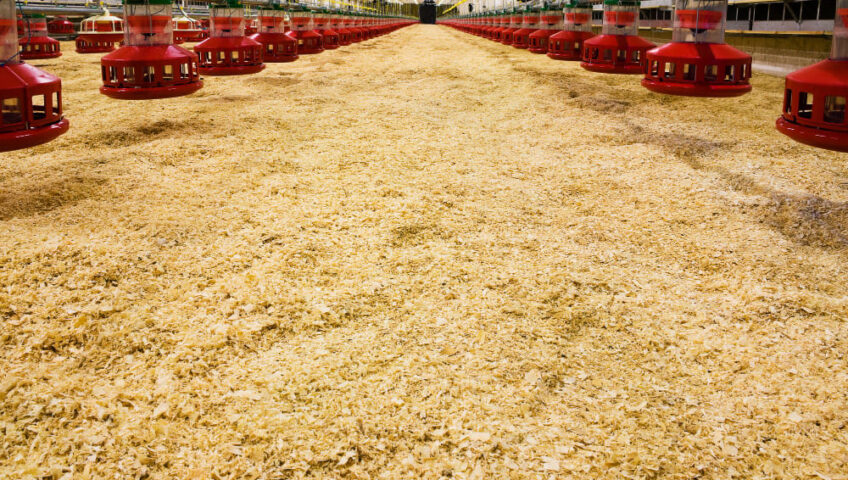 A large poultry farm with fresh wood shavings spread across the floor and red automatic feeders hanging from the ceiling, ensuring a clean and comfortable bedding environment for poultry, etepek