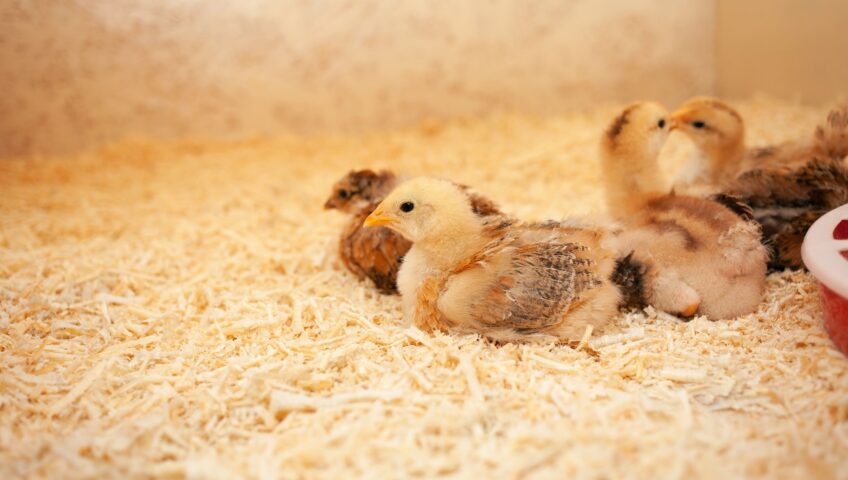 Young chicks resting on soft wood shavings inside a warm and clean chicken coop, providing a comfortable and hygienic bedding environment for poultry, etepek