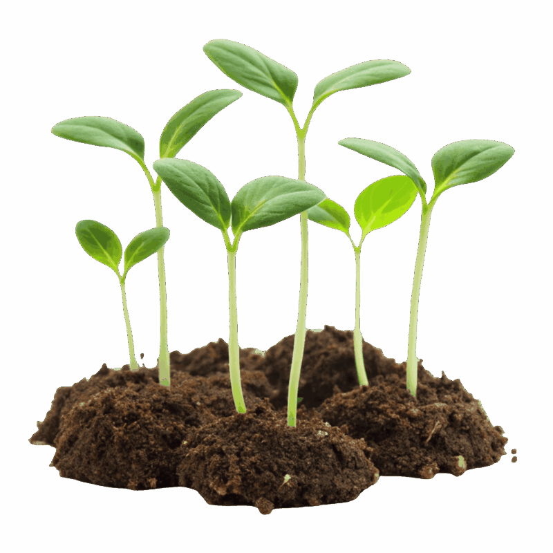 Green seedlings sprouting from dark brown soil, isolated on a white background.