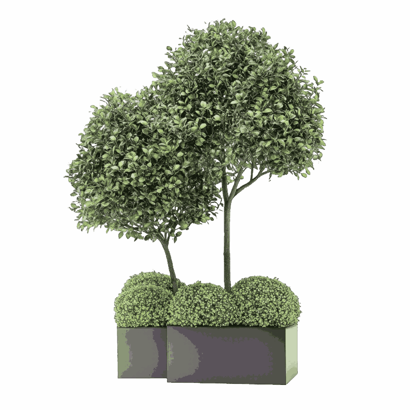 Two decorative trees with dense green foliage in modern rectangular planters.