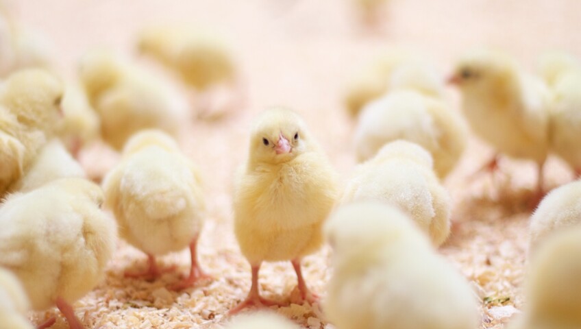 Group of fluffy yellow chicks on soft wood shavings bedding in a poultry farm.