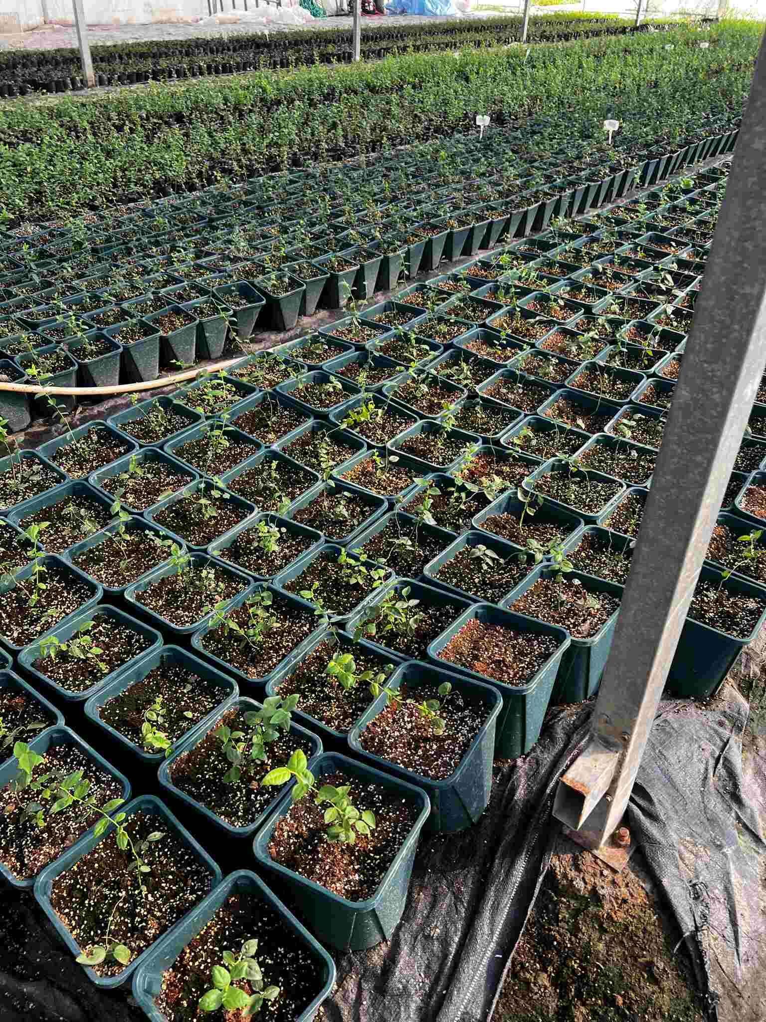 Rows of small potted plants in a greenhouse, each container filled with soil and young seedlings, with an irrigation hose running across the planting area.