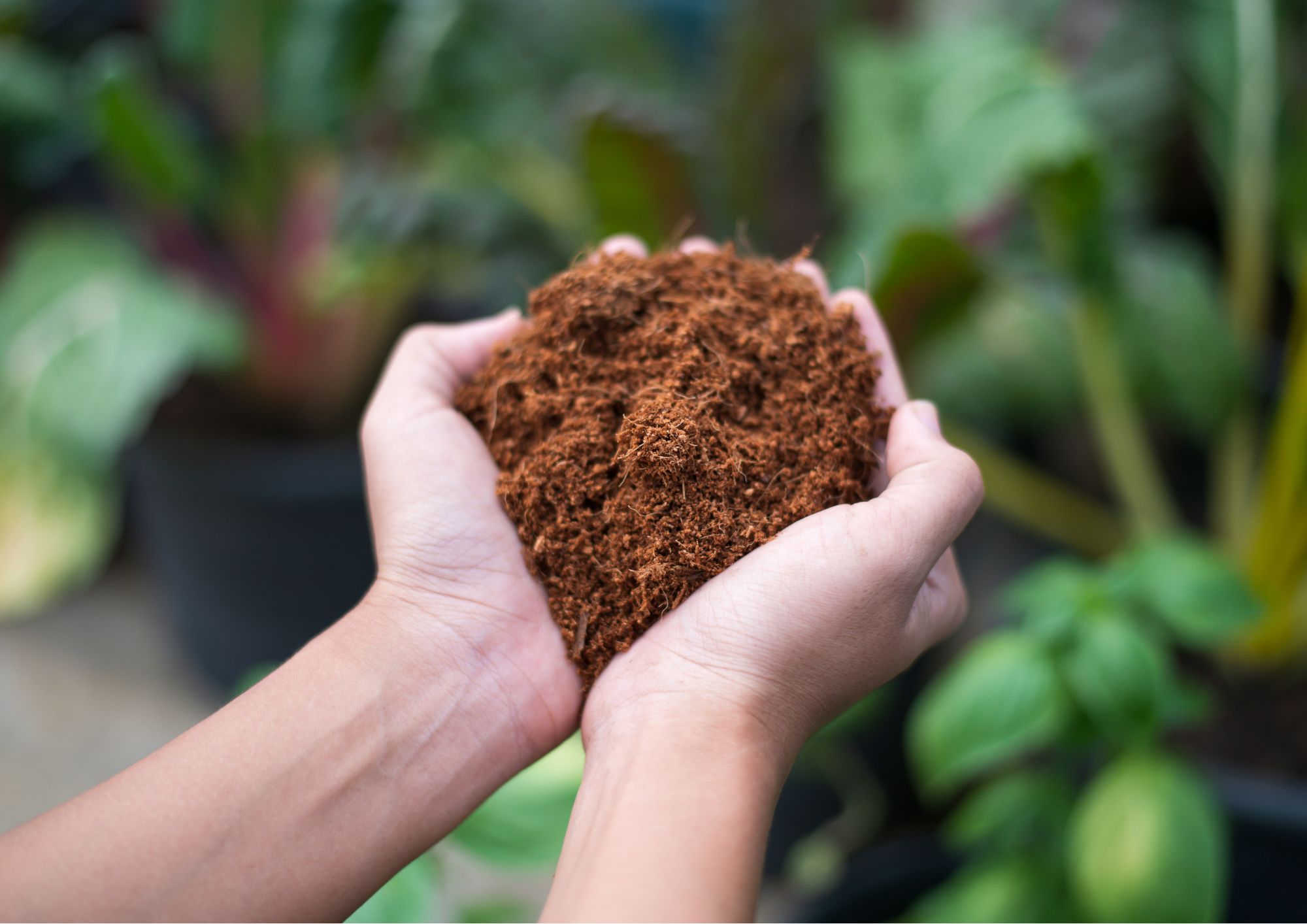 Coconut coir and fiber used as soil improver alternative