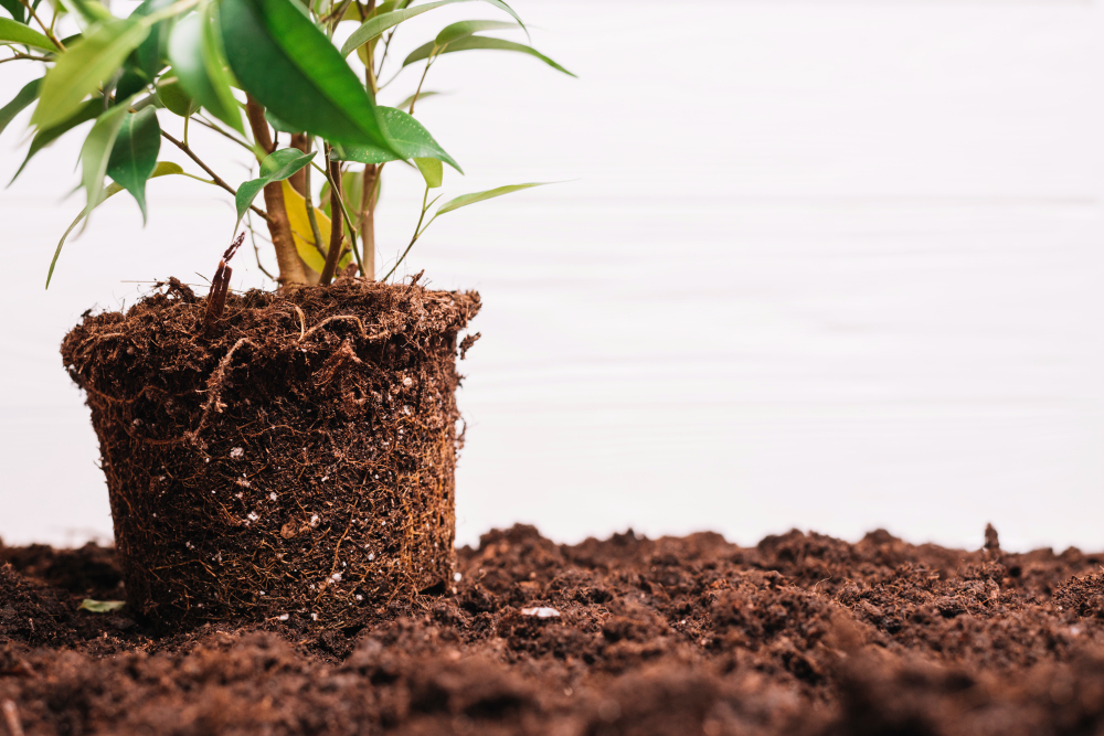 Plant thriving in greenhouse peat substrate medium, ETEPEK