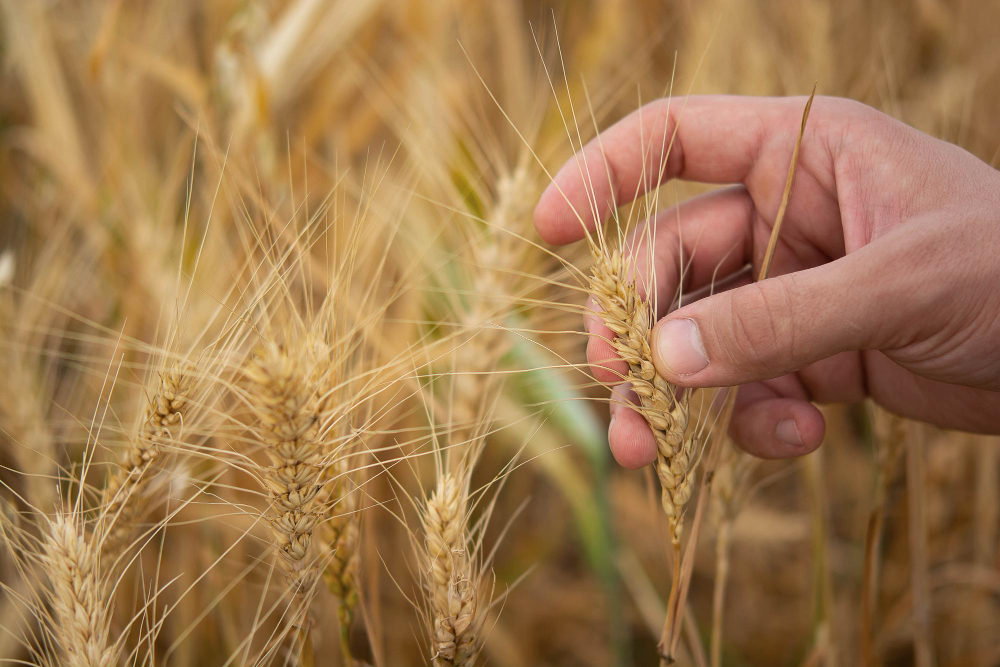 Close-up of a farmer’s hand inspecting golden wheat ears in the field for grain quality testing.