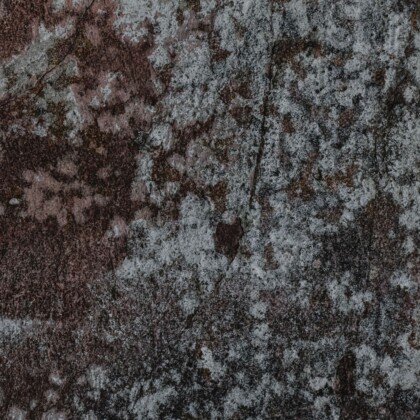 Close-up of white mold spots on dark peat surface, illustrating natural fungal growth in peat moss.