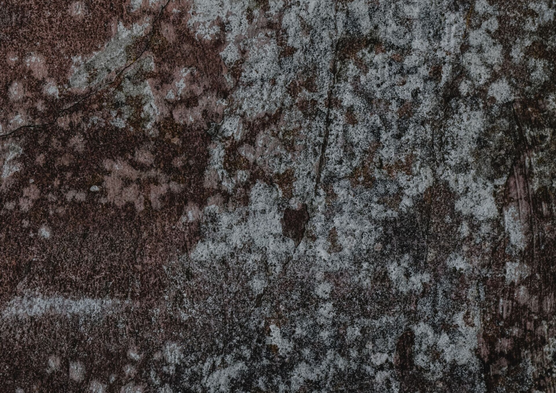 Close-up of white mold spots on dark peat surface, illustrating natural fungal growth in peat moss.